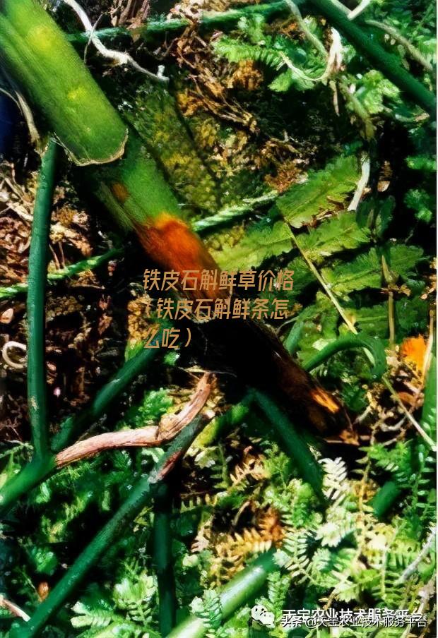 铁皮石斛鲜草价格