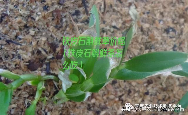 铁皮石斛鲜草价格