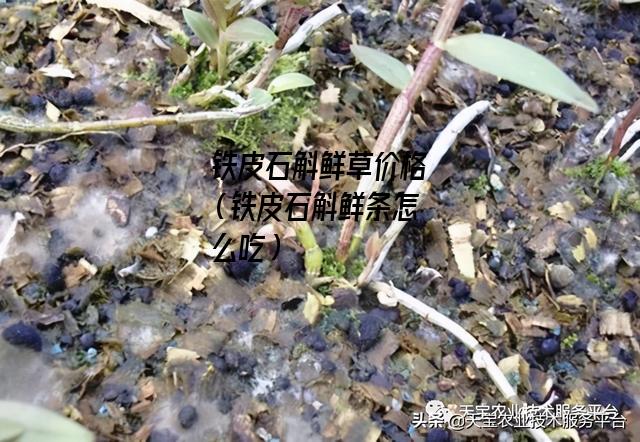 铁皮石斛鲜草价格