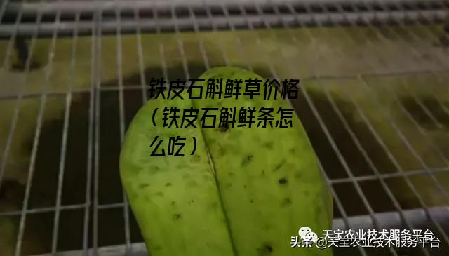 铁皮石斛鲜草价格