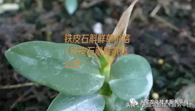 铁皮石斛鲜草价格