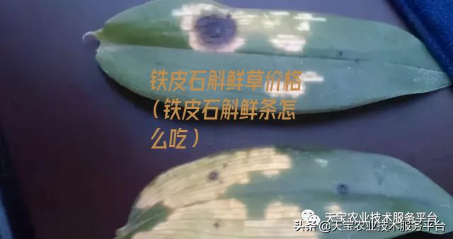 铁皮石斛鲜草价格