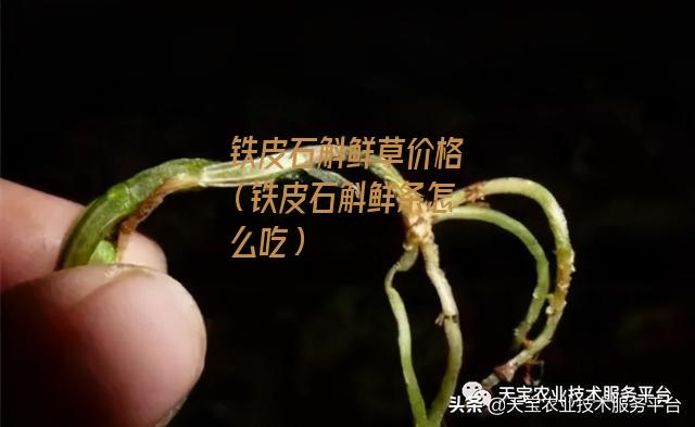 铁皮石斛鲜草价格