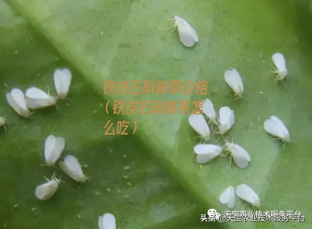 铁皮石斛鲜草价格