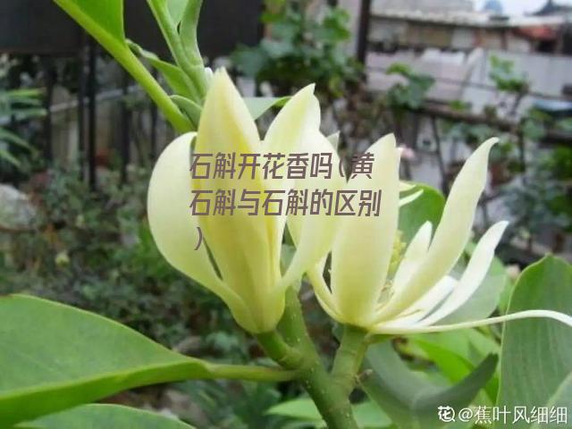 石斛开花香吗