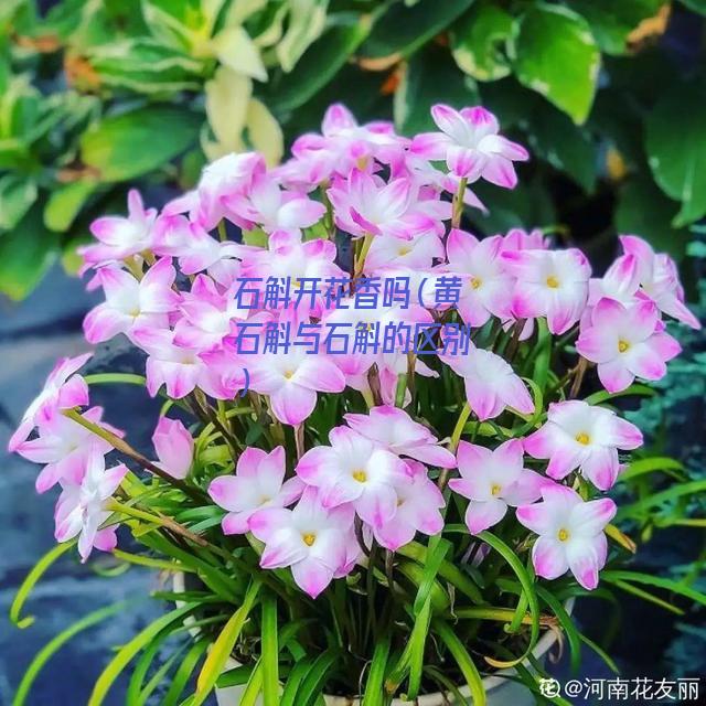 石斛开花香吗