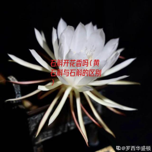 石斛开花香吗