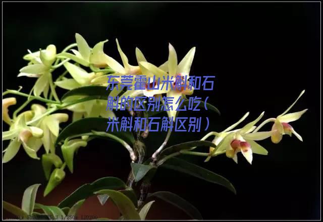 东莞霍山米斛和石斛的区别怎么吃