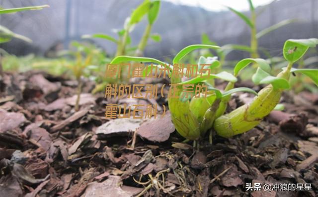 厦门霍山米斛和石斛的区别