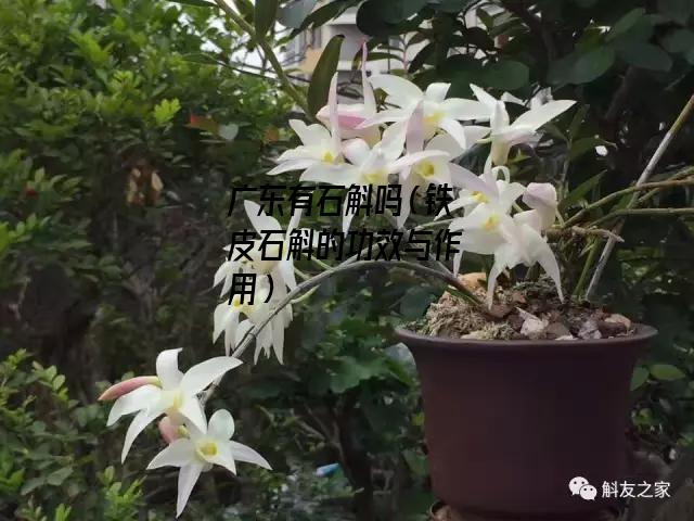 广东有石斛吗