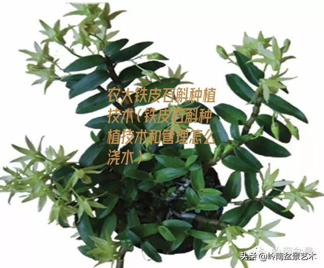 农大铁皮石斛种植技术