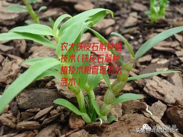 农大铁皮石斛种植技术