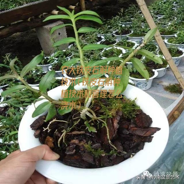 农大铁皮石斛种植技术