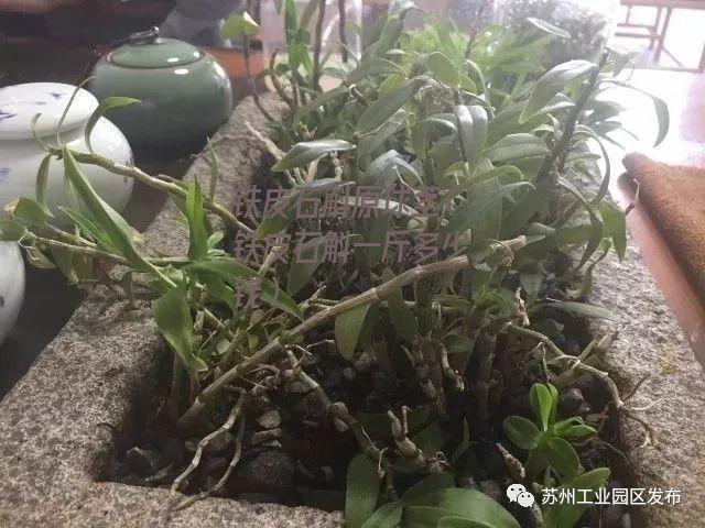 铁皮石斛原球茎