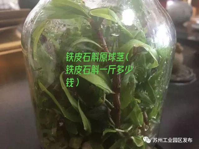 铁皮石斛原球茎