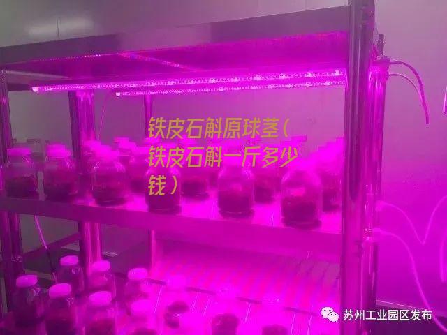 铁皮石斛原球茎