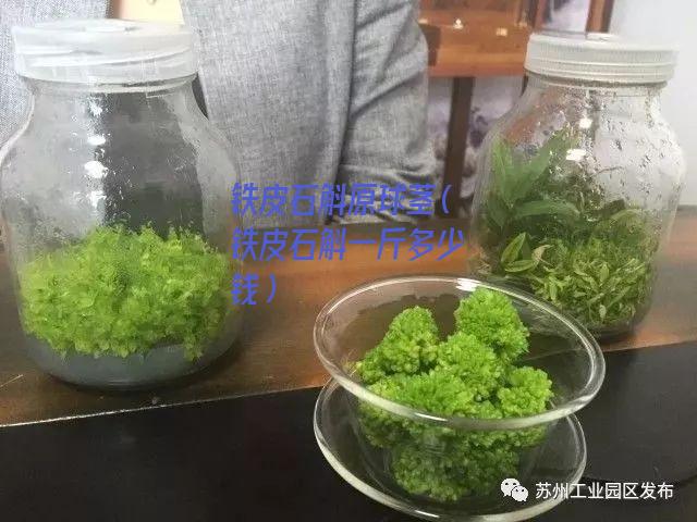 铁皮石斛原球茎