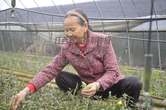 江西铁皮石斛种植基地