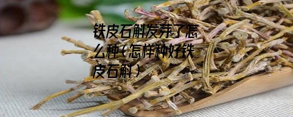 铁皮石斛发芽了怎么种