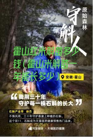 霍山红米斛苗多少钱