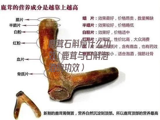 鹿茸石斛炖什么功效