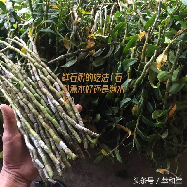 鲜石斛的吃法