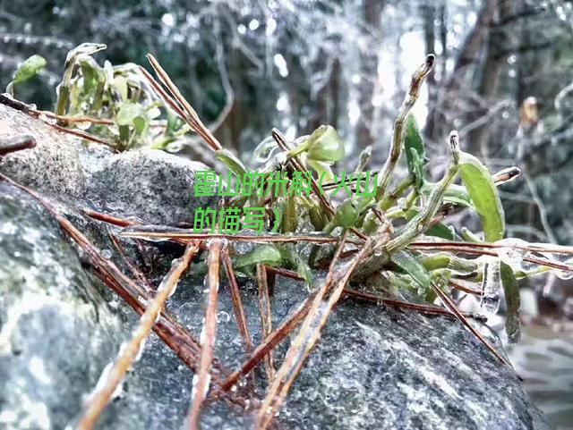 霍山的米斛