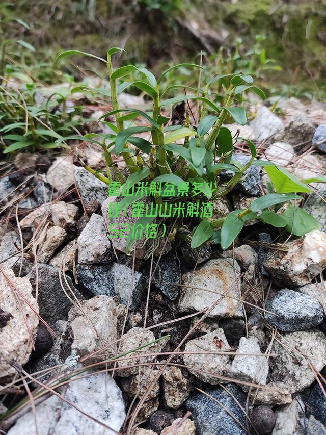 霍山米斛盆景多少钱