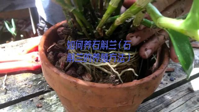 如何养石斛兰