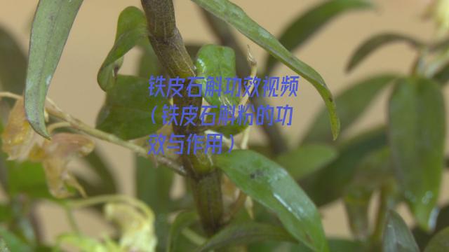 铁皮石斛功效视频