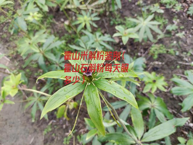 霍山米斛粉鉴别