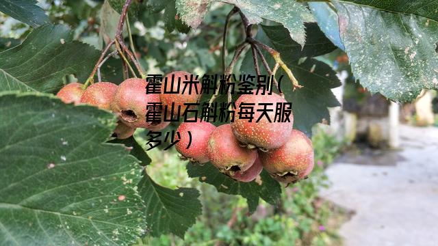 霍山米斛粉鉴别