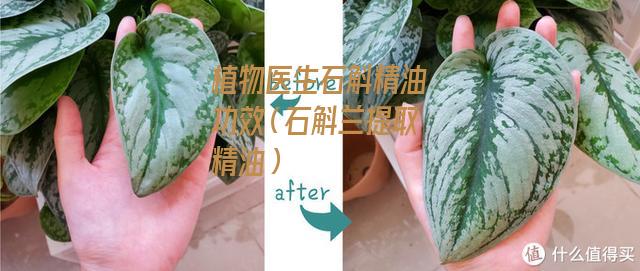 植物医生石斛精油功效