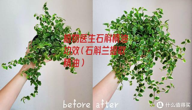 植物医生石斛精油功效