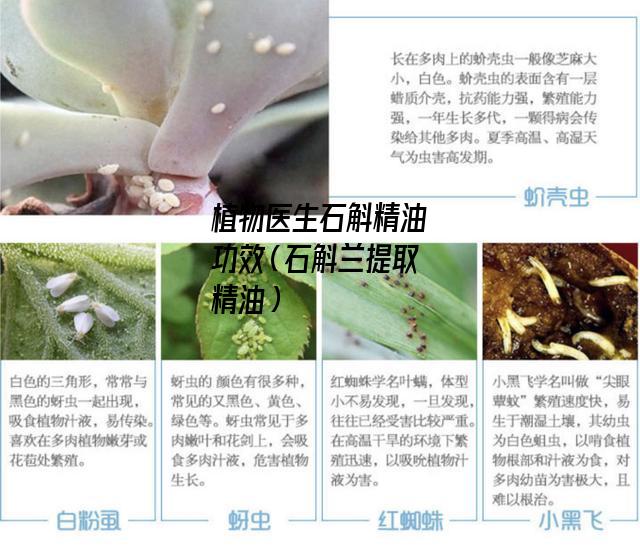 植物医生石斛精油功效