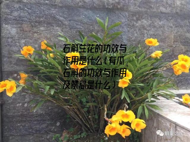 石斛兰花的功效与作用是什么