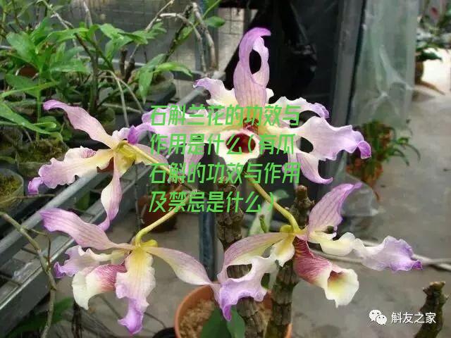 石斛兰花的功效与作用是什么