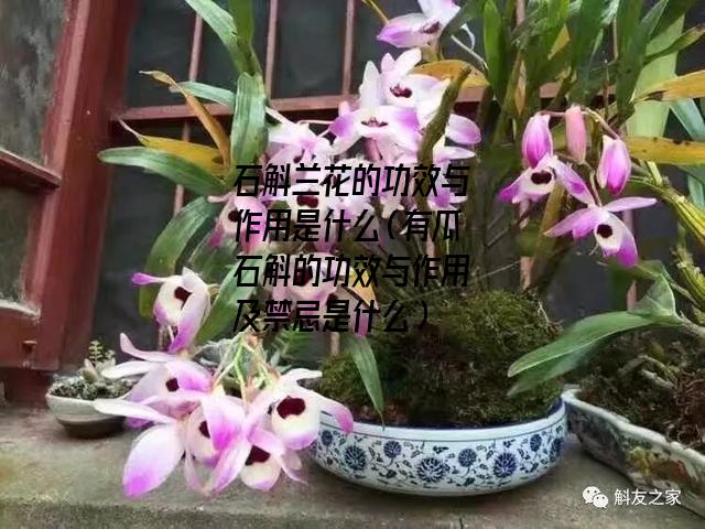 石斛兰花的功效与作用是什么