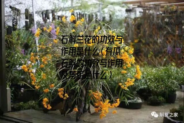 石斛兰花的功效与作用是什么