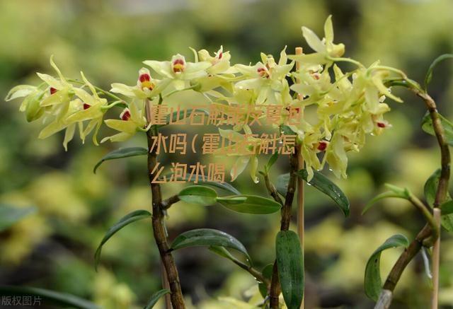 霍山石斛能反复泡水吗