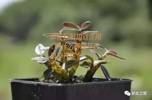 球花石斛功效作用