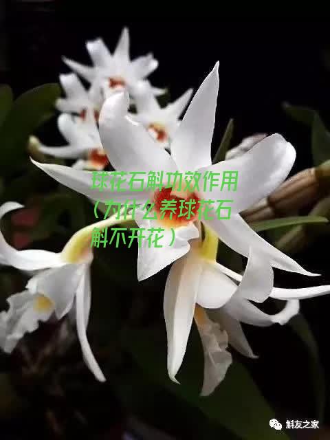 球花石斛功效作用