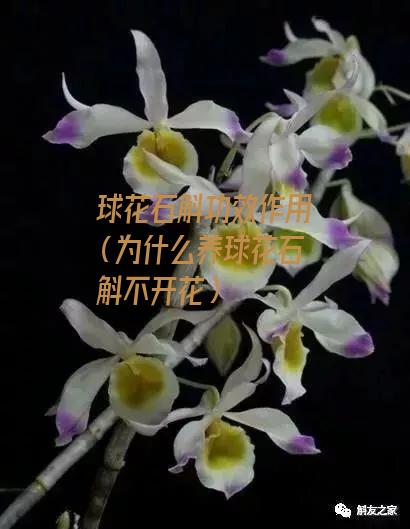 球花石斛功效作用