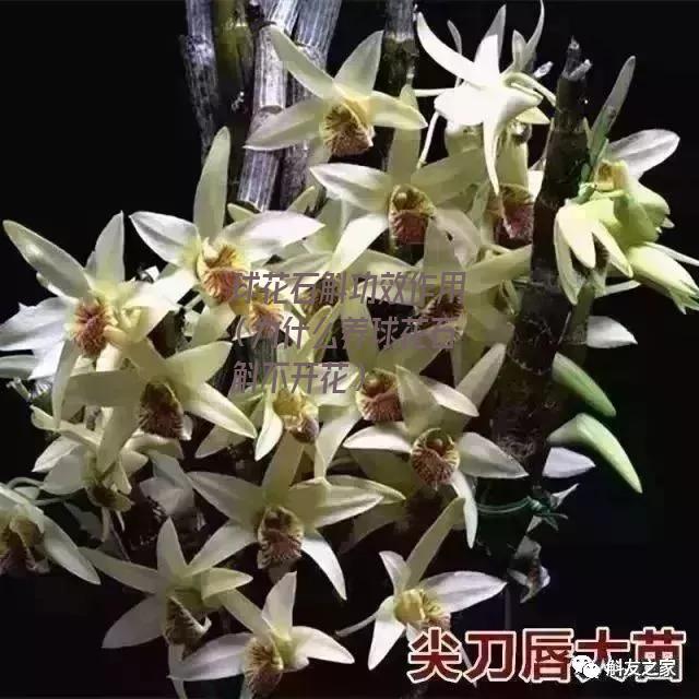 球花石斛功效作用