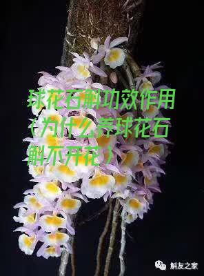 球花石斛功效作用