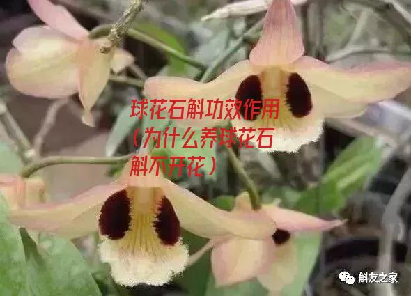 球花石斛功效作用