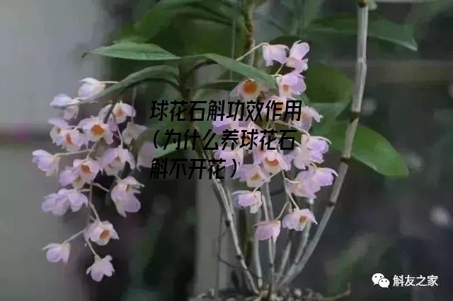 球花石斛功效作用