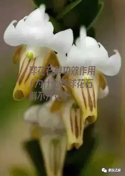 球花石斛功效作用