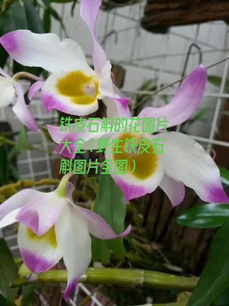 铁皮石斛的花图片大全