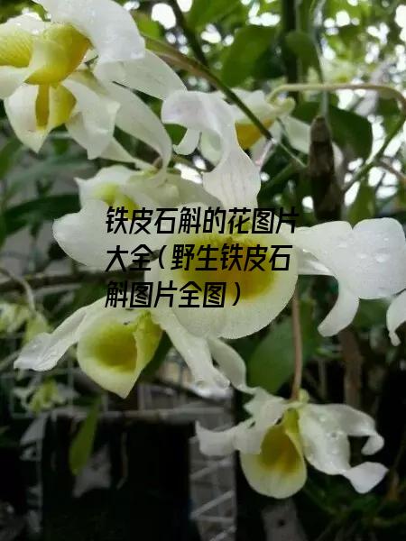 铁皮石斛的花图片大全